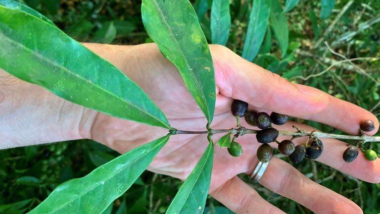 Una planta que se creía extinta podría salvar la producción mundial de café