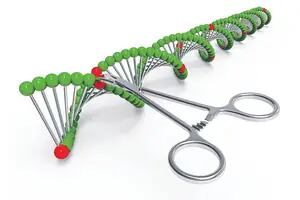 Crispr, la técnica estrella de edición genética, enfrenta nuevos escollos