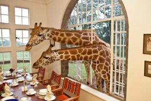 El hotel Giraffe Manor se ubica en África, en Nairobi, la capital de Kenia