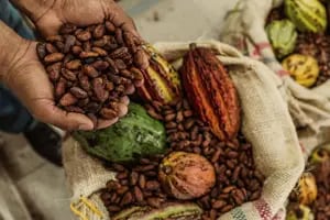 Trivia exclusiva: ¿cuánto sabés sobre el cacao?