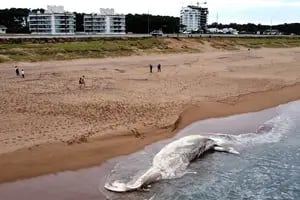 Las impactantes imágenes de una ballena muerta encontrada en una playa de Punta del Este