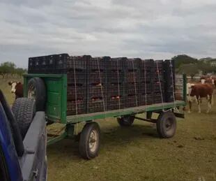 Hasta la fecha, los Vergés ya llevan tirados unos 300 cajones de tomate (alrededor de 6000 kilos)