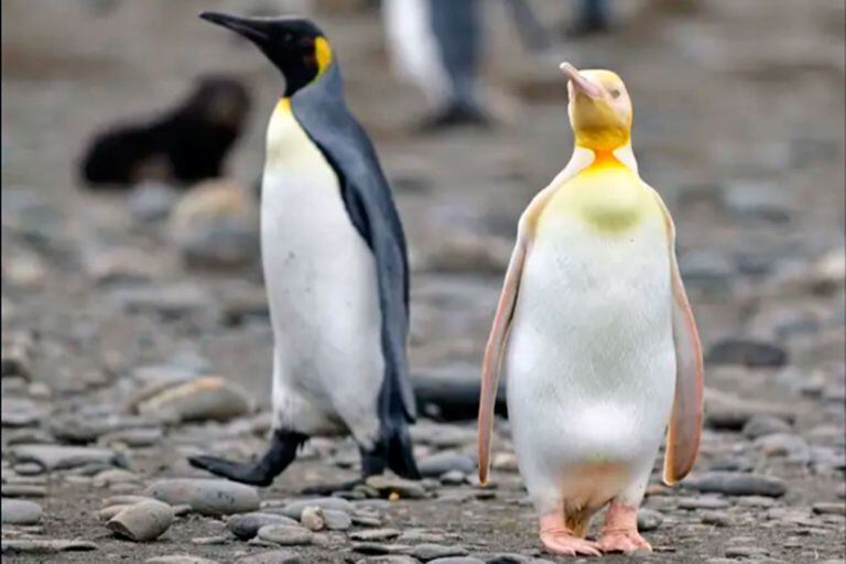 Rareza: logran fotografiar a un pingüino amarillo nunca antes visto - LA NACION