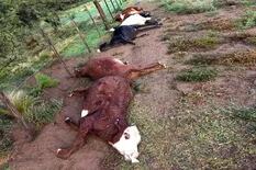 Impactante: cayó un rayo en un campo de La Pampa y mató a 21 vaquillonas