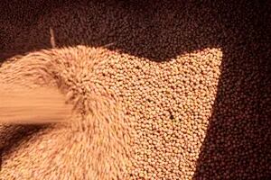 El valor de la soja cayó un 2,1% en Chicago tras las lluvias del fin de semana en la Argentina