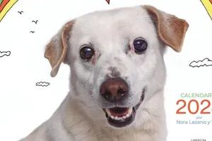 Ya está disponible el calendario solidario de Fundación Viva la Vida con imágenes de perros rescatados