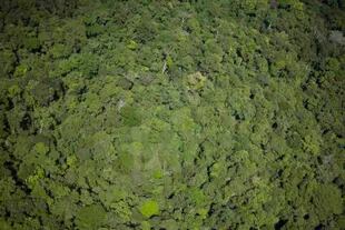 El bosque amazónico contribuye a que lleguen lluvias a miles de kilómetros de distancia