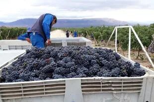 Wine production is generally vigilant because of US sanctions