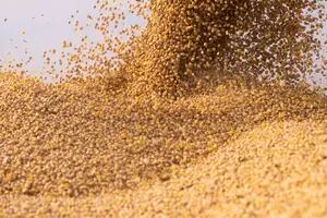 El valor de la soja repuntó un 2% en Chicago y se alejó del piso tocado a finales del mes pasado