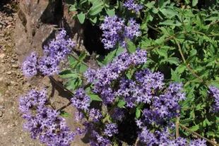 Verbena corymbosa ‘Gravetye’ produce abundantes inflorescencias compuestas por pequeñas flores de color lila