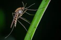 Cuál es la especie de mosquitos que invade la Ciudad de Buenos Aires 