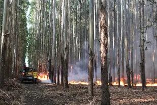 El fuego le hizo perder 1200 hectáreas de forestación en solo 24 horas