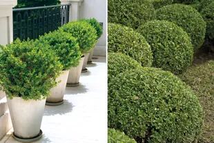 El buxus o boj es uno de los arbustos preferidos de los diseñadores porque permite agregar estructura a los jardines.
