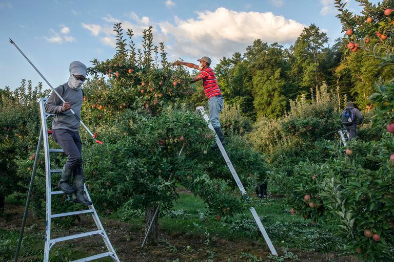 Trabajadores agrícolas migrantes cosechan manzanas cerca de Simcoe, Ontario; Canadá planea dar la residencia a 1,2 millones de nuevos inmigrantes para 2023