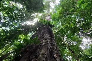 En la quinta expedición pudieron llegar al árbol que mide más de 80 metros
