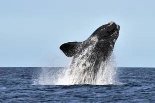 Un gran salto de una ballena franca en las aguas de Península Valdés