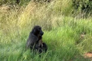Misterio natural: los babuinos roban y transportan cachorros leopardos - LA NACION