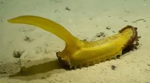 Hallaron un pepino de mar entre las especies descubiertas.