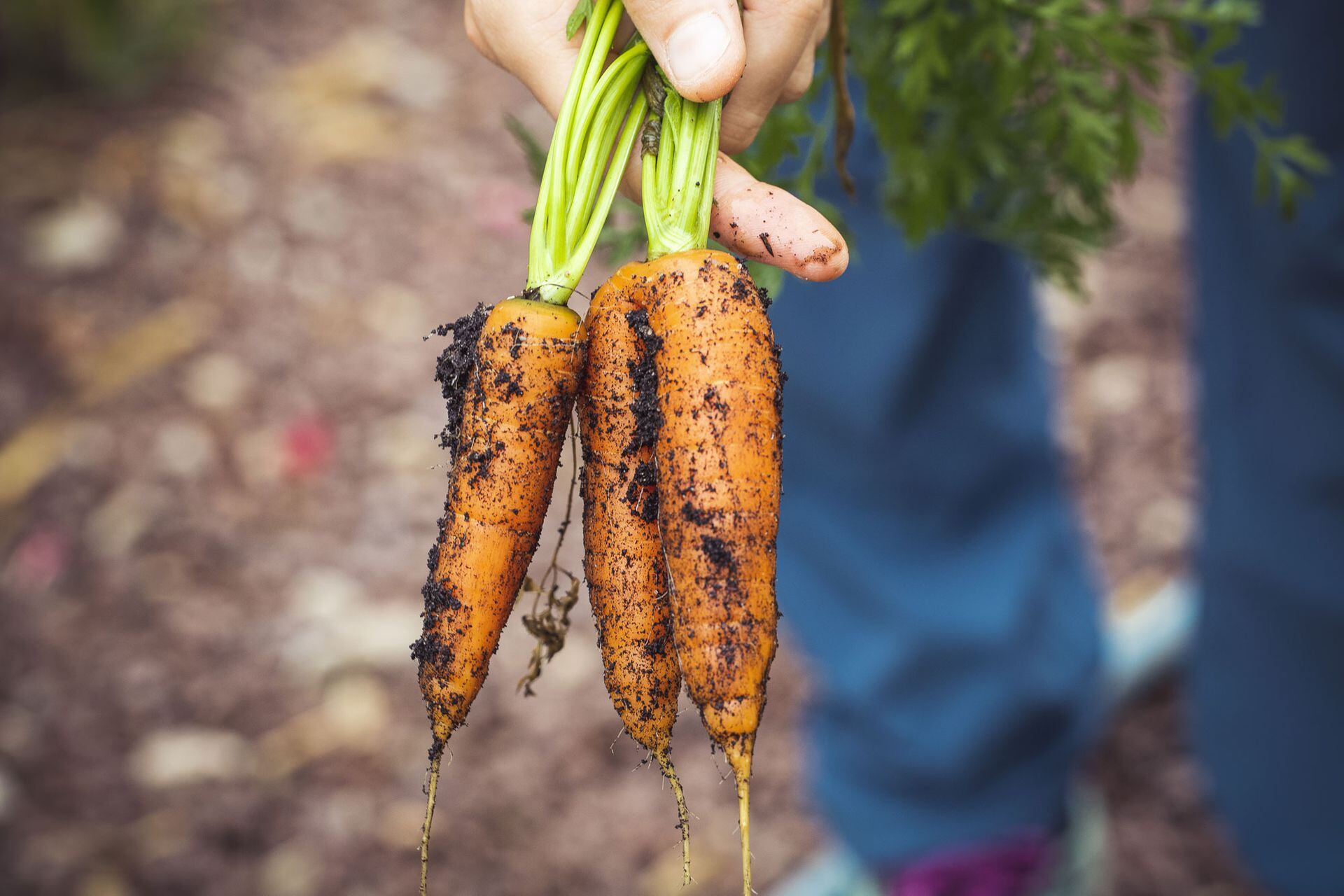 Al igual que la remolacha, la zanahoria es ideal inquilina de la huerta de invierno y un gran premio de primavera.