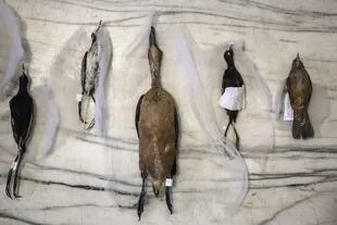 Distintos tipos de aves en etapa de secado para luego ser embalsamadas.
