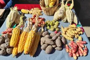 En la Argentina se cultivan 62 variedades de papa andina y varios tipos de choclo