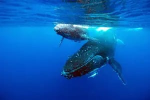 Científicos descifraron el misterio de cómo las ballenas cantan debajo del agua y revelaron algo impactante