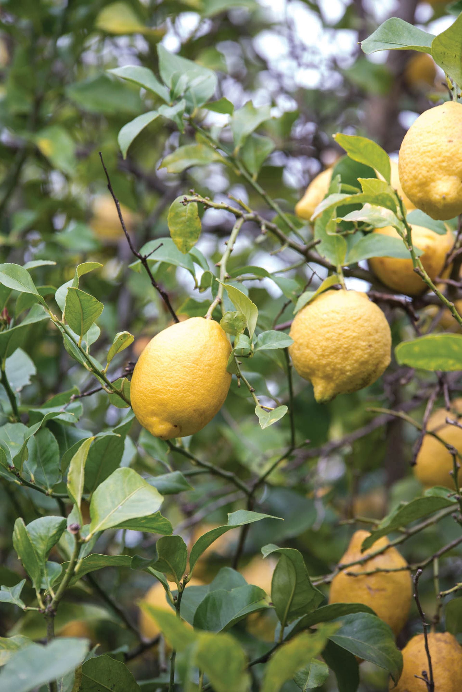 La madurez de la fruta influye en el contenido ácido: en la cocina, se puede elegir un limón maduro con menos ácido o uno casi verde con más acidez, según la receta.