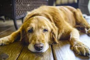Cómo identificar el alzhéimer canino