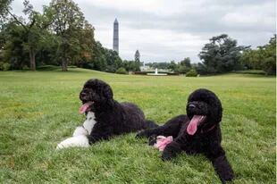 Bo y Sunny, los perros de agua portugueses de la familia Obama (Foto: www.obama.org)