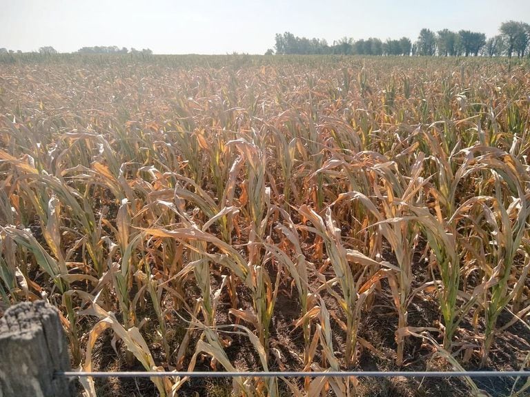 Un maíz afectado por la sequía en la zona de Cruz Alta, Córdoba. Foto de @PabloVeguillas