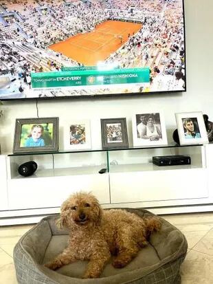 Una figura fundamental en la vida de Tomás Etcheverry: su perro caniche, llamado Roland Garros