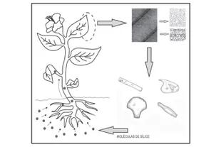 Cómo llegan los fitolitos a formar parte del cuerpo del vegetal y luego son incorporados al suelo