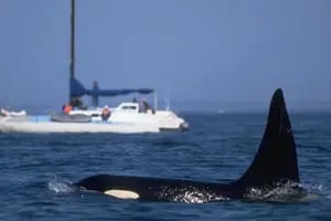 “Todo el mundo está un poco nervioso”: los marineros intercambian consejos para mantenerse alejados de las orcas