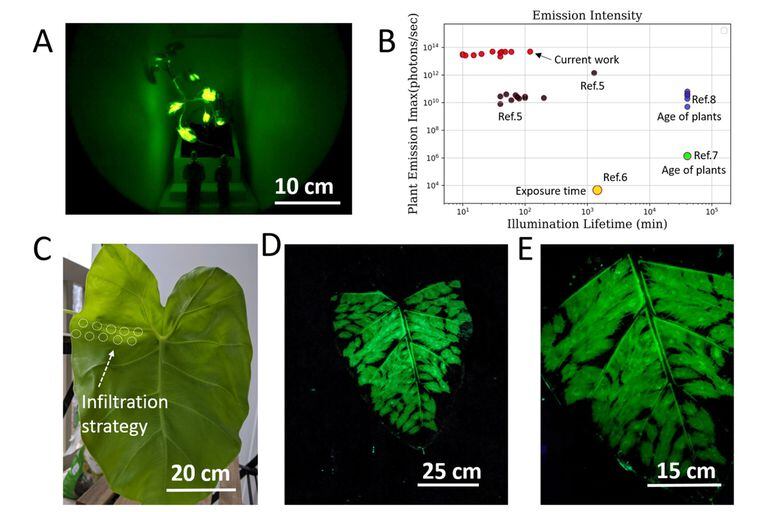 Usando nanopartículas que integran en las hojas de las plantas, pueden hacer que éstas brillen después de estar expuestas a la luz