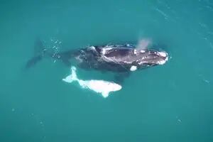 Día de la ballena franca austral: la danza en Península Valdés