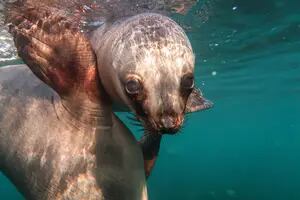 La increíble experiencia de nadar con lobos marinos en Puerto Madryn
