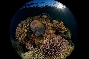 Tercer puesto: "Arrecife al amanecer" tomada en Moalboal, Cebu, Filipinas por Enrico Somogyi