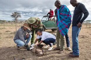 Más de 100 buitres lomo blanco fueron envenenados en el parque Kruger de Sudáfrica