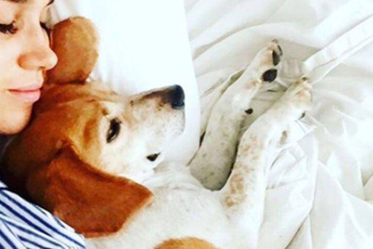 Meghan Markle y su perro Guy, un beagle rescatado que ahora vive en una lujosa mansión en Beverly Hills 