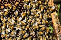 ¿Adiós a la miel? Los riesgos que acechan a los apicultores