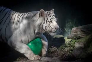 Dos tigres blancos de Bengala fueron derivados desde el Ecoparque a The Wild Animal Sanctuary ubicado en Colorado, Estados Unidos