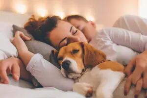 Un estudio reveló los pros y contras de dormir con las mascotas todas las noches