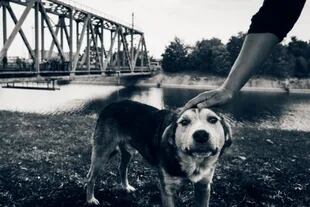 A pesar de vivir en un área donde los humanos todavía están en gran parte excluidos, los perros alrededor de Chernóbil llevan una vida "próspera"