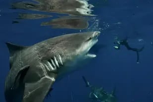 En fotos: el impactante cara a cara entre un buzo y un gigantesco tiburón