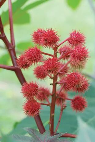 Ricinus communis (ricino). En la foto, una variedad con coloración roja que se utiliza como ornamental. La morfología del fruto ya muestra la tendencia a disuadir a herbívoros. Las semillas son altamente tóxicas