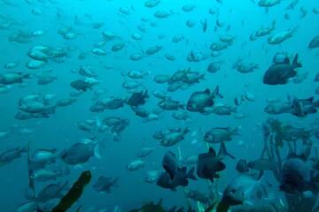 Vista submarina de peces en Punta Choros.  El proyecto minero Dominga, que se construirá en La Higuera, costará 2.500 millones de dólares 