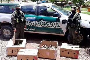 Los 216 loros fueron entregados por Gendarmería a la Dirección de Bosques y Fauna de Santiago del Estero