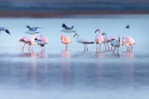 Parque Nacional Ansenuza, el paraíso de las aves que tiene el lago salado más grande de Sudamérica