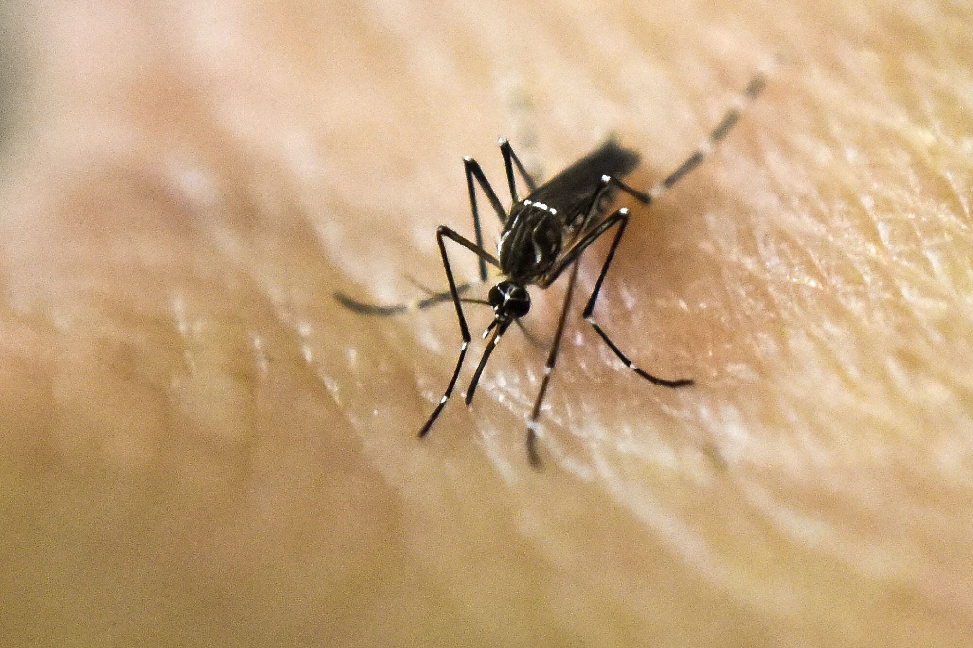 El contagio de dengue comienza por una picadura del mosquito Aedes aegipty infectado 
