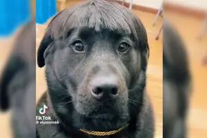 El corte de pelo para tu mascota que es furor en las peluquerías caninas